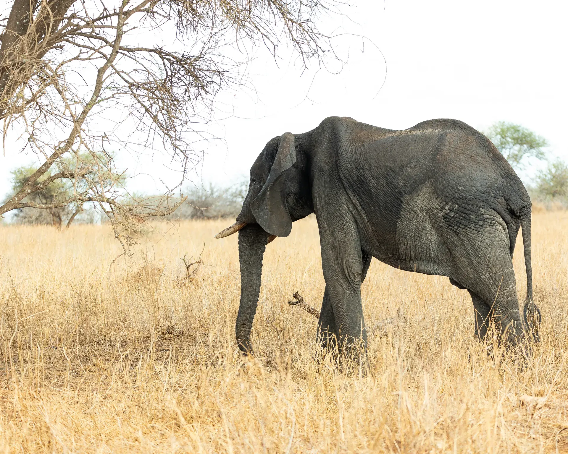 Elephants in a Tanzania safari landscape